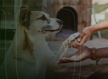 Image for: Animal Behavior & Welfare